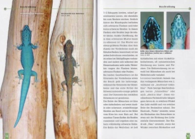 Der Türkisblaue Zwergtaggecko